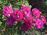 Scent of Woman ® Scent of Woman ®