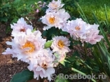 Couture Rose Tilia Couture Rose Tilia