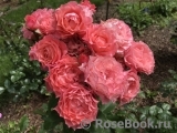 Corail gelee Corail gelee
