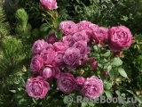Rose Thelma Rose Thelma