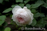 Herzogin Christiana ® Herzogin Christiana ®