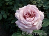 Simply Gorgeous Simply Gorgeous