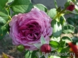 Rose Thelma Rose Thelma