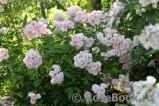 Heavenly Pink Heavenly Pink