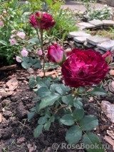 Belle de Segosa® Belle de Segosa®