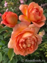 Lady of Shalott Lady of Shalott