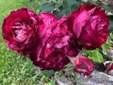 Belle de Segosa® Belle de Segosa®