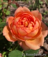 Lady of Shalott Lady of Shalott