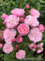 Heavenly Pink Heavenly Pink