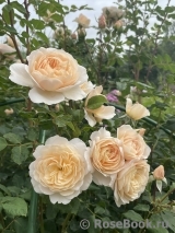 Crocus Rose® Crocus Rose®