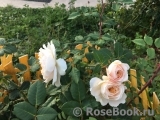 Crocus Rose® Crocus Rose®