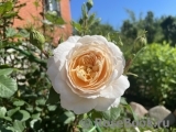 Crocus Rose® Crocus Rose®