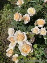 Crocus Rose® Crocus Rose®