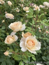 Crocus Rose® Crocus Rose®