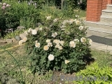 Crocus Rose® Crocus Rose®