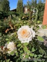 Crocus Rose® Crocus Rose®