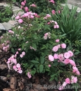 Heavenly Pink Heavenly Pink