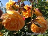 Lady of Shalott Lady of Shalott