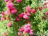 Excelsa Excelsa