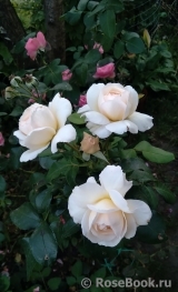 Lions Rose Lions Rose