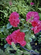 Rosarium Uetersen Rosarium Uetersen