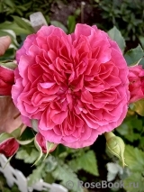 Rosarium Uetersen Rosarium Uetersen
