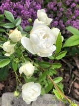 White Morsdag White Morsdag