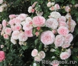 Mariatheresia Mariatheresia