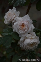 Crocus Rose® Crocus Rose®