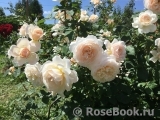 Crocus Rose® Crocus Rose®