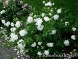 Schneewittchen Schneewittchen