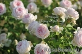 Wellenspiel ® Wellenspiel ®
