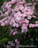 Heavenly Pink Heavenly Pink