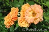 Lusatia ® Lusatia ®