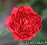 Darcey Bussell Darcey Bussell