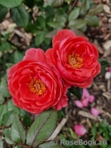 Gartenprinzessin Marie-Jose ® Gartenprinzessin Marie-Jose ®