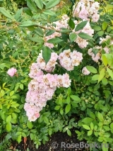 Brise Parfum Brise Parfum