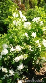 Morden Snowbeauty Morden Snowbeauty