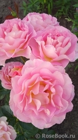 Pink Paradise Pink Paradise