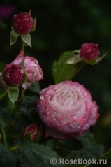 Kordes' Rosenfaszination ® Kordes' Rosenfaszination ®