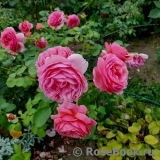 Princess Alexandra of Kent Princess Alexandra of Kent