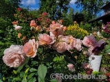 A Shropshire Lad A Shropshire Lad