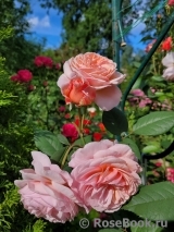 A Shropshire Lad A Shropshire Lad