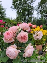 A Shropshire Lad A Shropshire Lad