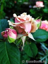 Eden Romantica ® Eden Romantica ®