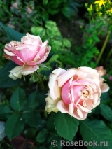 Eden Romantica ® Eden Romantica ®