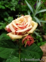 Eden Romantica ® Eden Romantica ®