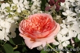 Abraham Darby Abraham Darby
