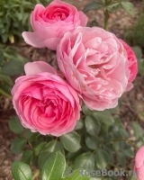 Pomponella Pomponella