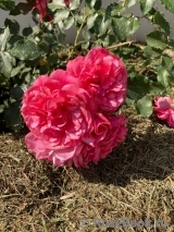 Rosarium Uetersen Rosarium Uetersen